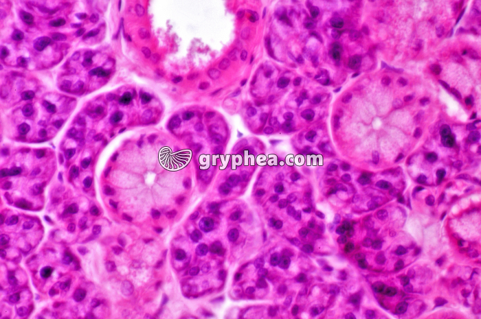 Glande salivaire x160 - gryphea.org